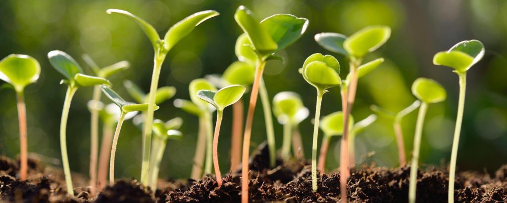 Pea Shoots